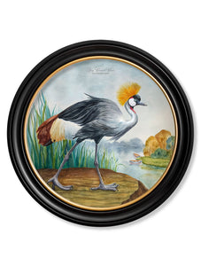 Audubon Style Cranes in Round Frame Prints