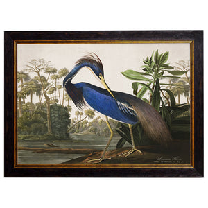 c.1838 Audubon's Herons Framed Print