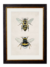 Load image into Gallery viewer, Honey and Bumble Bee Framed Print
