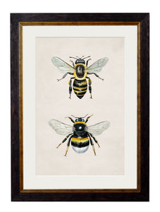 Honey and Bumble Bee Framed Print