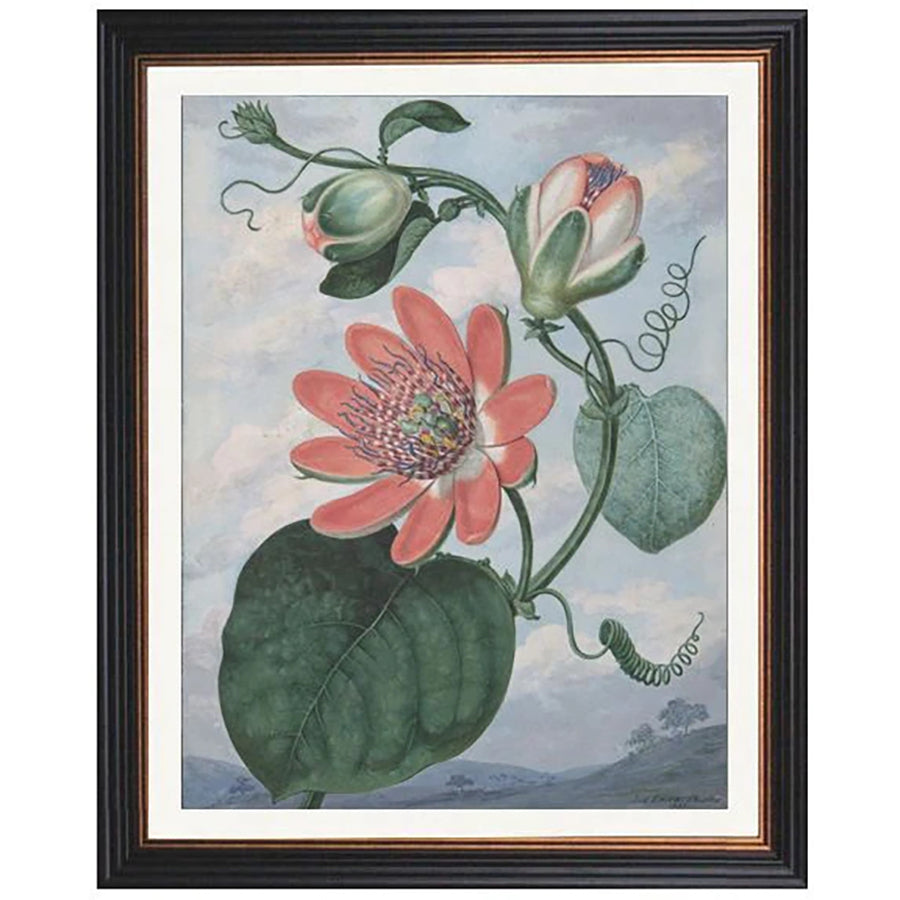 Passion Flower Print - Sydenham Teak Edwards Framed Print