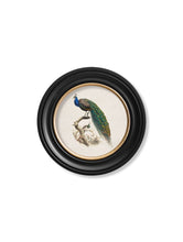 Load image into Gallery viewer, c.1800s Peacock in Round Framed Print
