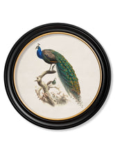 Load image into Gallery viewer, c.1800s Peacock in Round Framed Print
