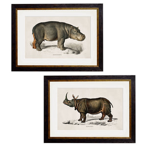 c.1846 Rhino & Hippo Framed Print