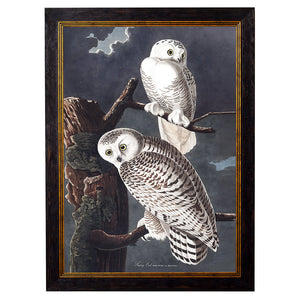 c.1838 Audubon's Owls Framed Print