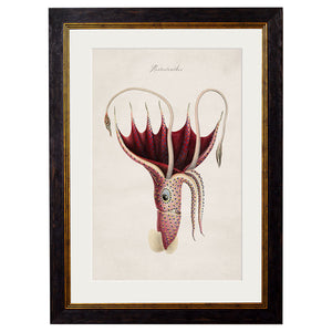 c.1876 Collection of Marine Animals Framed Print