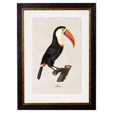 Load image into Gallery viewer, c.1809 Toucans Framed Print
