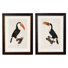 Load image into Gallery viewer, c.1809 Toucans Framed Print
