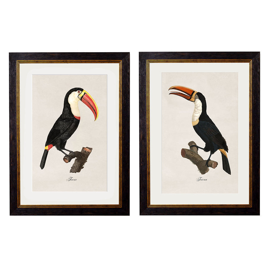 c.1809 Toucans Framed Print