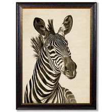 Load image into Gallery viewer, c1890 Zebra Illustrations Framed Print
