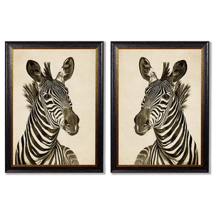 c1890 Zebra Illustrations Framed Print