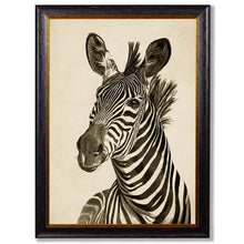 Load image into Gallery viewer, c1890 Zebra Illustrations Framed Print
