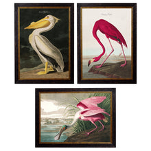 Load image into Gallery viewer, c.1838 Audubon&#39;s Birds of America Framed Print
