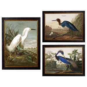 c.1838 Audubon's Herons Framed Print
