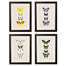 Load image into Gallery viewer, c.1835 Butterflies Framed Print
