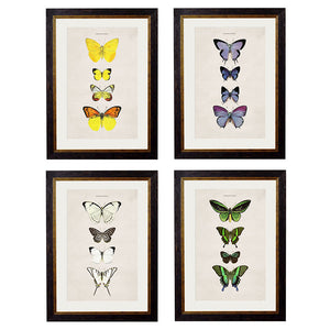 c.1835 Butterflies Framed Print