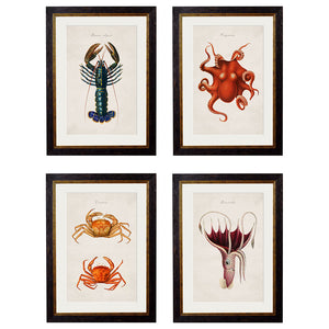 c.1876 Collection of Marine Animals Framed Print