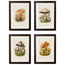 Load image into Gallery viewer, c.1913 Edible Mushrooms Framed Print
