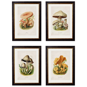 c.1913 Edible Mushrooms Framed Print