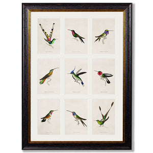 c.1833 Hummingbirds - Group Framed Print
