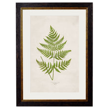 Load image into Gallery viewer, c.1864 Collection of British Ferns Framed Print
