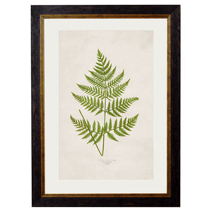 c.1864 Collection of British Ferns Framed Print