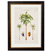 Load image into Gallery viewer, c.1843 Studies of South American Palm Trees Framed Print
