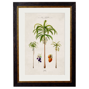 c.1843 Studies of South American Palm Trees Framed Print