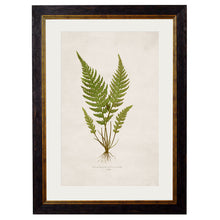 Load image into Gallery viewer, c.1864 Collection of British Ferns Framed Print
