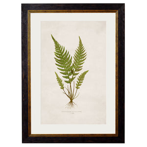 c.1864 Collection of British Ferns Framed Print