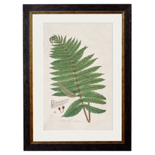 Load image into Gallery viewer, c.1831 Collection of Ferns Framed Print
