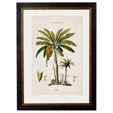 Load image into Gallery viewer, c.1843 Studies of South American Palm Trees Framed Print
