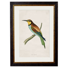 Load image into Gallery viewer, c.1870 Kingfisher &amp; Bee Eater Framed Print
