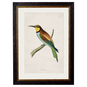 c.1870 Kingfisher & Bee Eater Framed Print