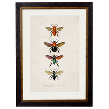 Load image into Gallery viewer, c.1892 Bees and Wasps Framed Print
