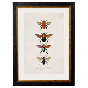 c.1892 Bees and Wasps Framed Print