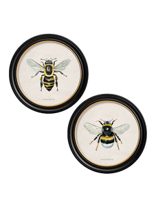 British Bees in a Round Frame Print