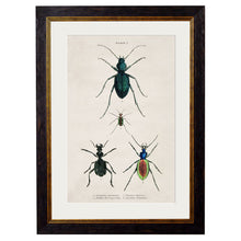 Load image into Gallery viewer, c.1836 Studies of  Beetles Framed Print
