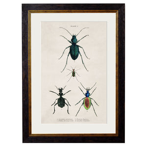 c.1836 Studies of  Beetles Framed Print