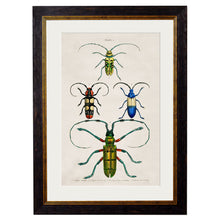 Load image into Gallery viewer, c.1836 Studies of  Beetles Framed Print
