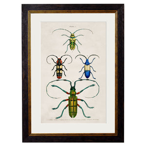 c.1836 Studies of  Beetles Framed Print