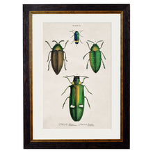 Load image into Gallery viewer, c.1836 Studies of  Beetles Framed Print
