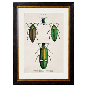 c.1836 Studies of  Beetles Framed Print