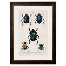 Load image into Gallery viewer, c.1836 Studies of  Beetles Framed Print
