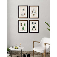 Load image into Gallery viewer, c.1836 Studies of  Beetles Framed Print
