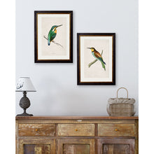 Load image into Gallery viewer, c.1870 Kingfisher &amp; Bee Eater Framed Print
