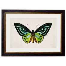 Load image into Gallery viewer, c.1836 Tropical Butterflies Framed Print
