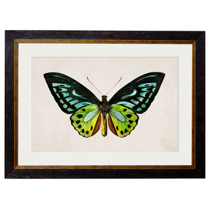 c.1836 Tropical Butterflies Framed Print