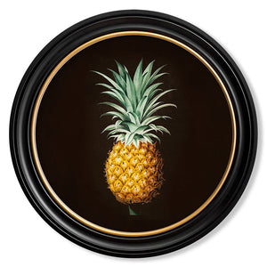 c.1812 Pineapple Study (Black) - Round Framed Print