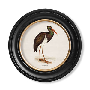 c.1870 Wading Birds in Round Framed Print